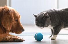 a cat and dog playing with a blue ball on the floor next to each other