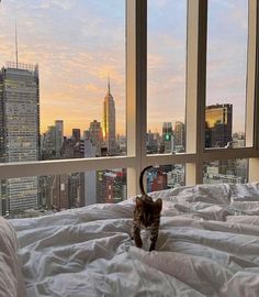 a cat walking across a bed in front of a large window with city skyline outside