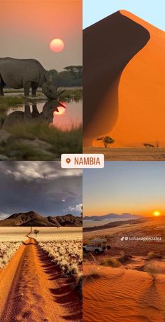 there are four different pictures with animals in the same photo and one has a rhinoceros