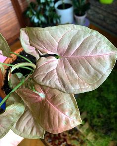 a plant with pink leaves in a pot on a wooden table next to other plants