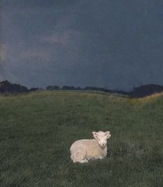 two sheep are laying in the grass on a cloudy day with dark clouds behind them