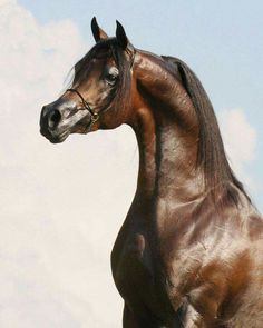 a brown horse standing on top of a lush green field under a blue cloudy sky