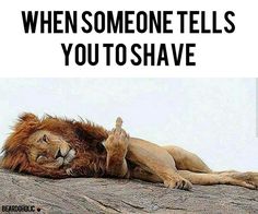 When someone tells you to shave From beardoholic.com Visual Statements, A Lion, Beard Care