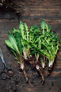 there are many green plants growing out of the ground next to a pair of scissors