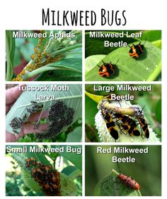 the different types of bugs that can be found on plants