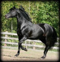 a black horse is galloping in an enclosed area with trees and grass behind it