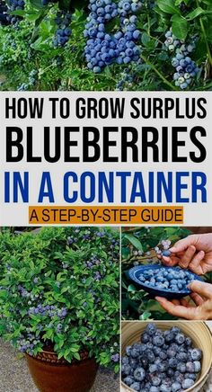 how to grow blueberries in a container