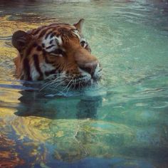 a tiger is swimming in the water