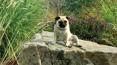 a small pug dog sitting on top of a rock next to some tall grass