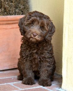 a small brown dog sitting next to a planter