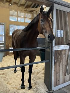 a brown horse standing inside of a stable next to a metal fence with its head over the gate