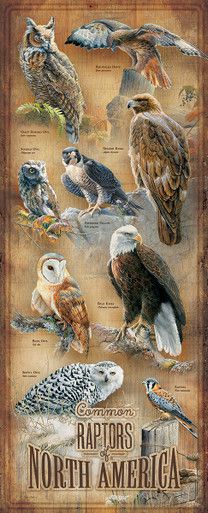 an old poster with different kinds of birds on it's sides and the caption raptors of north america