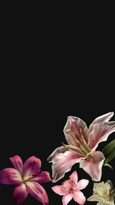 three pink and white flowers on a black background