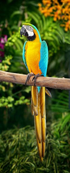 a blue and yellow parrot sitting on top of a tree branch