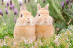 two rabbits are sitting in the middle of some purple and white flowers, one is looking at the camera