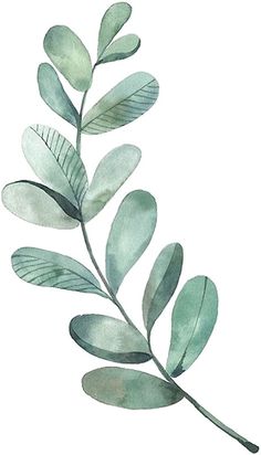 a watercolor painting of green leaves on a white background