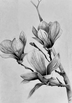 a pencil drawing of some flowers on a branch