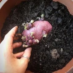 someone is holding a small plant in the dirt