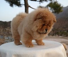 a small brown dog standing on top of a white table