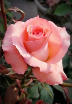 a pink rose with water droplets on it's petals