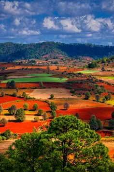 the landscape is colorful and has many trees