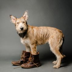 a dog standing next to a pair of brown boots on top of a gray background