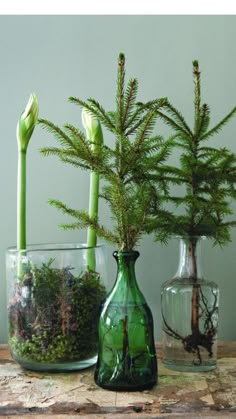 three glass vases with plants in them on a wooden table next to each other