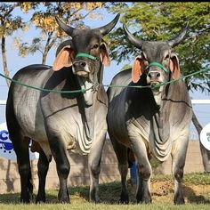 two bulls tied to a rope in front of some trees