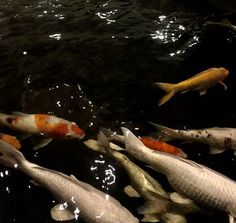 several koi fish are swimming in the water