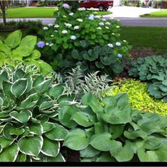 several different types of plants in a garden