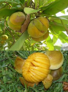 there are two pictures of fruit growing on the tree