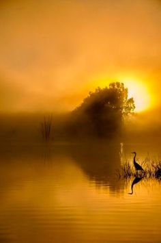 a bird is standing in the water at sunset