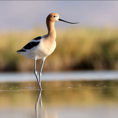 a long legged bird standing in the water