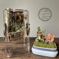 a glass container filled with plants sitting on top of a wooden table next to a potted plant