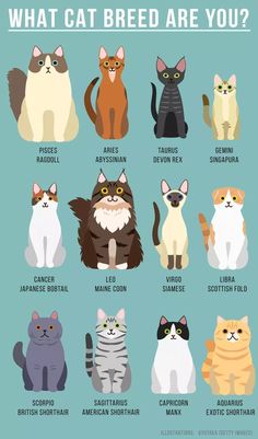 an image of cats with different breeds and colors on the front, which says what cat breed are you?