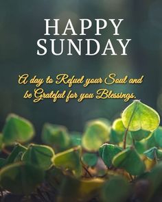 a green plant with the words happy sunday on it