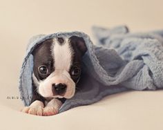 a small black and white dog under a blanket