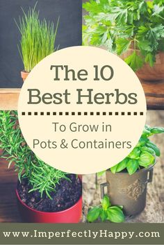 the 10 best herbs to grow in pots and containers