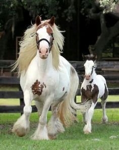 two brown and white horses running in the grass