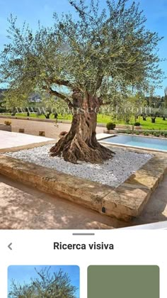 an olive tree in the middle of a courtyard