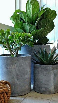 two potted plants sitting next to each other