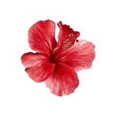 a red flower on a white background