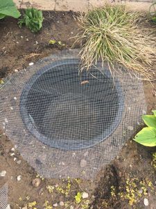 a hole in the ground that has plants growing out of it and dirt around it