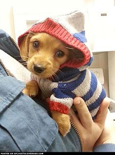 a person holding a small dog wearing a sweater and hat in their lap while sitting down