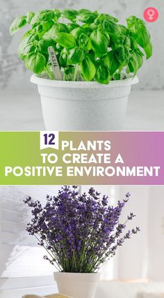 some plants that are in a pot on a table with the words 12 plants to create a positive environment