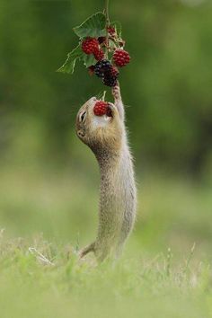 a small squirrel is reaching up to eat berries