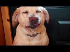 a dog with its mouth open sitting in front of a door