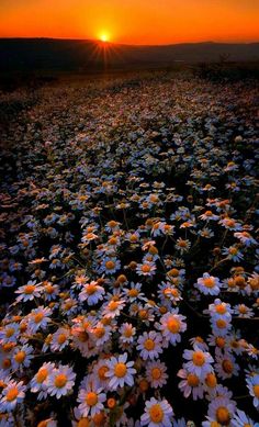 the sun is setting over a field full of daisies