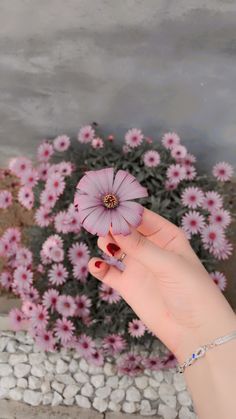 a woman's hand holding a pink flower in front of some rocks and flowers