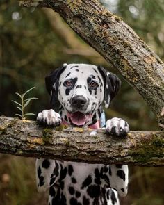 a dalmatian dog is sitting on a tree branch and looking at the camera